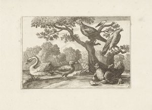 Kip met kuikens en andere vogels 別の鳥（シリーズタイトル） さまざまな鳥の最も完璧な姿 (...) (シリーズのタイトル) 作： Pieter Schenk (I) (attributed to)