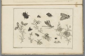 昆虫と花の枝 中国の花と昆虫（連載タイトル） 作： ピーター・シェンク（II）