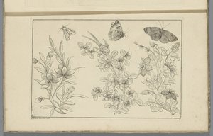 3 つの花の枝と 3 つの蝶 中国の花と昆虫（連載タイトル）
