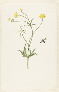 ダブルイエローラナンキュラスと昆虫 作： Pieter Withoos (possibly)
