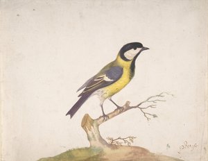 枝にとまるシジュウカラのヤマガラ、1670～93年。 作： Pieter Withoos