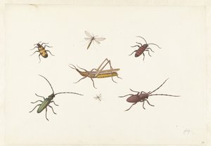 7 種類の昆虫のシート 7 種類の昆虫のシート 作： Pieter Withoos