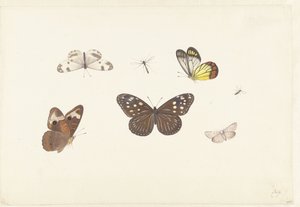 5 つの蝶と 2 つのハエのシート