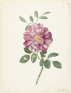 Gallic Rose (ローザ ガリカ L. 
