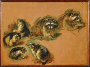 マーモットとアライグマ（キャンバスに絵画） 作： ピーターまたはピーター・ボエル