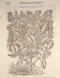 バジル（ocymum basilicum）、ピエル・アンドレア・マッティオリの版画