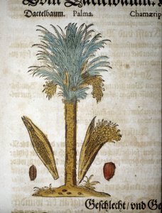ボタニカルボード。ヤシの木とナツメヤシ - "herbarium mattioli "にて。 作： Pietro Andrea Mattioli