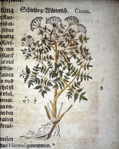 Cicuta - "Herbarium Mattioli "にて。