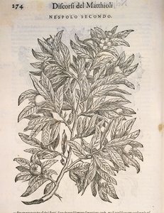メドラー（Mespilus germanica）、Pier Andrea Mattioliの彫刻 作： Pietro Andrea Mattioli