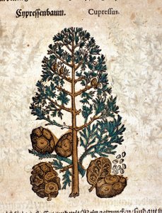 Cyper Cone.ピエトロ・アンドレア・マッティオリ（Matthiole）（1500-1577）の「Kreutterbuch Dess Hochgelehrten unnd weitberuhmten Herrn D. Petri Andreae Matthioli」に掲載された版画。フランクフルト 作： Pietro Andrea Mattioli