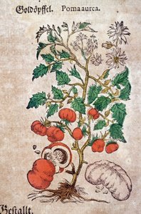 ハーバリウム：トマトの植物（Caulis floridus）を表す植物学的なプラノマ・アウレアッシュ。ピエトロ・アンドレア・マッティオリ（Matthiole）の「Kreutterbuch Des Hochgelehrten unnd weitberuhmten Herrn D. Petri Andreae Matthioli」に掲載された版画。 作： Pietro Andrea Mattioli