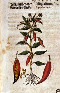 インドの胡椒。ピエトロ・アンドレア・マッティオリ（Matthiole）（1500-1577）の「Kreutterbuch Dess Hochgelehrten unnd weitberuhmten Herrn D. Petri Andreae Matthioli」に掲載された版画。フランクフルト