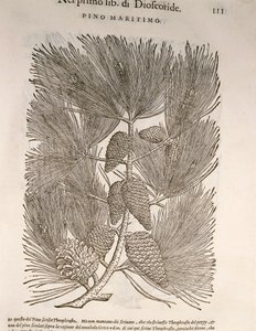 マリタイムパイン（Pinus pinaster）、Pier Andrea Mattioliによる彫刻 作： Pietro Andrea Mattioli