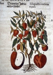 ピーマンまたはSiliquaftri varietas triplex - "Herbier Mattioli "にて。