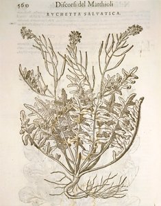 ロケット（Eruca sativa）：Pier Andrea Mattioliの彫刻作品 作： Pietro Andrea Mattioli