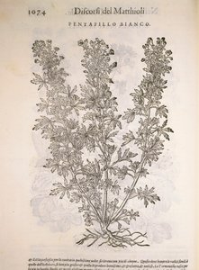 シルバーウィード（Potentilla alba）、Pier Andrea Mattioliによる彫刻 作： Pietro Andrea Mattioli