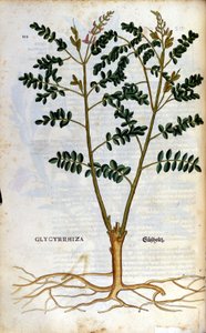 リコリスです。ピエトロ・アンドレア・マッティオリ（Matthiole）（1500-1577）の「Kreutterbuch Dess Hochgelehrten unnd weitberuhmten Herrn D. Petri Andreae Matthioli」に掲載された版画。フランクフルト 作： Pietro Andrea Mattioli