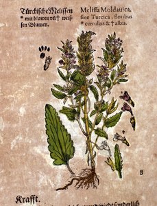 メリッセのピエトロ・アンドレア・マッティオリ（Matthiole）（1500-1577）の「Kreutterbuch Dess Hochgelehrten unnd weitberuhmten Herrn D. Petri Andreae Matthioli」に掲載された版画。フランクフルト 作： Pietro Andrea Mattioli