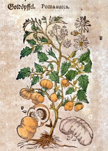 トマトです。ピエトロ・アンドレア・マッティオリ（Matthiole）（1500-1577）の「Kreutterbuch Dess Hochgelehrten unnd weitberuhmten Herrn D. Petri Andreae Matthioli」に掲載された版画。フランクフルト 作： Pietro Andrea Mattioli