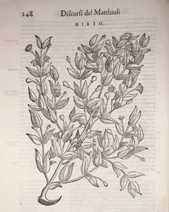 真のマートル（Myrtus communis）、Pier Andrea Mattioliによる彫刻