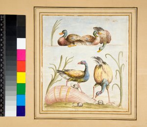 鳥のモザイクのコピー（黒いチョーク、ペンと茶色のインクのあるもの。水彩で着色） 作： Pietro Santi Bartoli