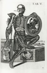 テーブルAnatomicæのプレート5 作： Pietro da Cortona
