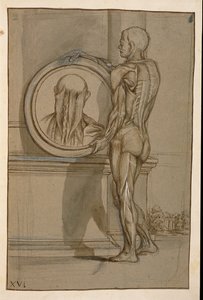 Ms Hunter 653 Plate XVI、解剖図、c.1610（紙に鉛筆とチョーク） 作： Pietro da Cortona
