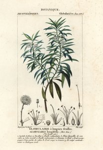 Globe daisy、Globularia salicina 作： Plee Plee