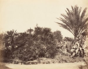 ピンチョの庭、ローマ、1853-56。 作： Possibly by Jane Martha St. John.