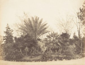 ピンチョの庭、ローマ、1853-56。 作： Possibly by Jane Martha St. John.