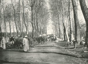 アラブの見本市と市場、ブファリク、アルジェリア、1895年。
