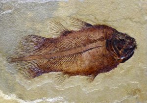 石炭紀シーラカンスの足跡（オブジェ）
