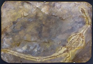 ハイファロサウルス・リンゲネンシスの化石（商品） 作： Prehistoric Prehistoric