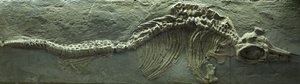魚竜化石 ジュラ紀（リアス紀 作： Prehistoric Prehistoric
