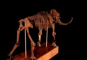 Prehistoire、恐竜：マンモスの骨格、パリ、自然史博物館