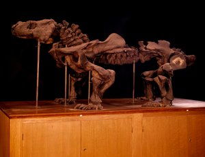Prehistoire; dinosaurs: ichtyosaurの骨格。パリ、自然史博物館 作： Prehistoric Prehistoric