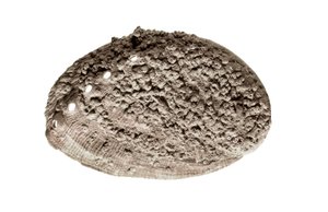 先史時代のアート：貝殻の化石。バルセロナ、ラ・リエラの洞窟より（写真 作： Prehistoric Prehistoric