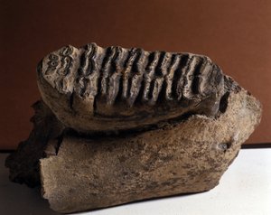 先史時代。エレファスの歯、巨大なゾウ。新生代の年代、鮮新世。オーストリアのマンンドルフで再会 作： Prehistoric Prehistoric