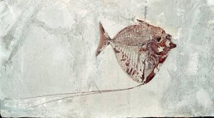 先史時代。ボルカ山（イタリア）の遺跡から出土した魚の化石「Mene Rhombea」。始新世。ミラノ市立自然史博物館 作： Prehistoric Prehistoric