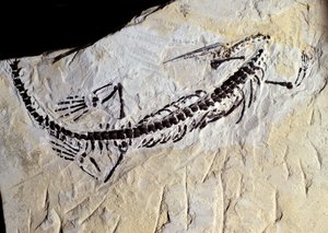 先史時代。メソサウルスの化石、古生代、ペルム紀。ブラジルのミナス・ジェライス州で開催。