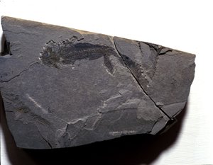 先史時代。古生代のペルム紀。ブラニキオサウルス（ブラヒオポード）の化石。ドイツのRotliegenで探す 作： Prehistoric Prehistoric