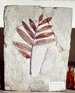 先史時代：Mount Bolca（イタリア）遺跡の石灰岩中の枝状化石。始新世。ミラノ市立自然史博物館