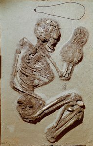 先史時代：上部新石器時代の女性骨格。キオッツァの文化。紀元前2900〜2700年。イタリア、レッジョ・エミリア、Musei Civici、Museo Chierici 作： Prehistoric Prehistoric