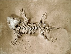 先史時代：アメリカ・テキサス州で発見された両生類爬虫類「セイモリア・バイオロレンシス」の化石。二畳紀。ミラノ市立自然史博物館 作： Prehistoric Prehistoric