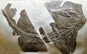 先史時代：ベサノ（イタリア）から出土した水生爬虫類アスケプトサウルス・イタリクス（Askeptosaurus italicus）の化石。中期三畳紀の時代。ミラノ市立自然史博物館（Museo civico di storia naturale