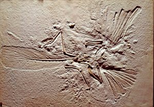 先史時代： ソルンホーフェン（ドイツ）の遺跡から出土した鳥類アーケオプテリクス（archeopteryx）のリトグラフの化石。スペリオルジュラ紀。ミラノ市立自然史博物館蔵