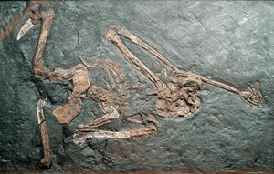 先史時代：バンボリ山（グロッセート）から出土した偉大な霊長類オレオピテクス（Oreopithecus bambolii）の化石。中新世。ミラノ市立自然史博物館