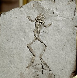 先史時代：スペインのプエヨイ・ダ・テルベル遺跡から出土したカエルの化石。中新世。ミラノの自然史博物館