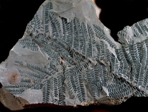 先史時代：高次炭素紀の期間。シダ植物科のアシテカ・ポイモルフェの化石。ドイツのGottelbornで探す