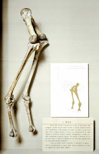先史時代：ニュージーランドに生息する飛べない巨大な鳥の化石「モア・ディノルニス」の足の骨格が発見される。白亜紀。ミラノ市立自然史博物館 作： Prehistoric Prehistoric